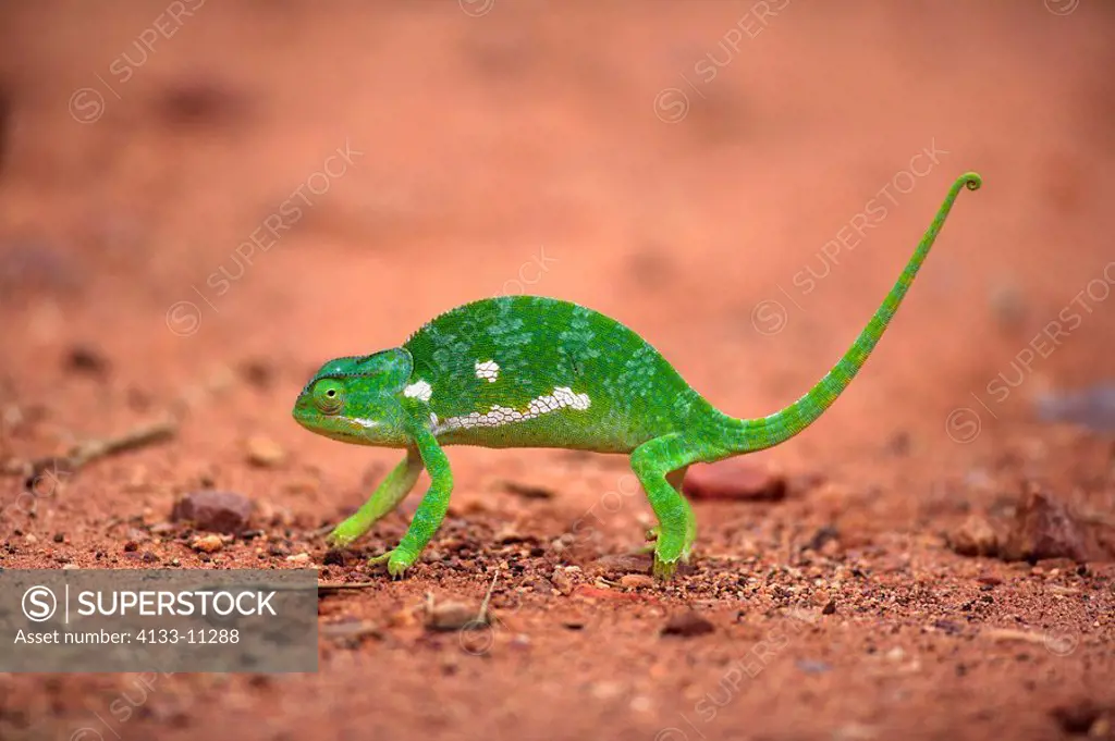 Flap necked Chameleon,Chamaeleo dilepis,Kruger Nationalpark,South Africa,Africa,adult crossing road