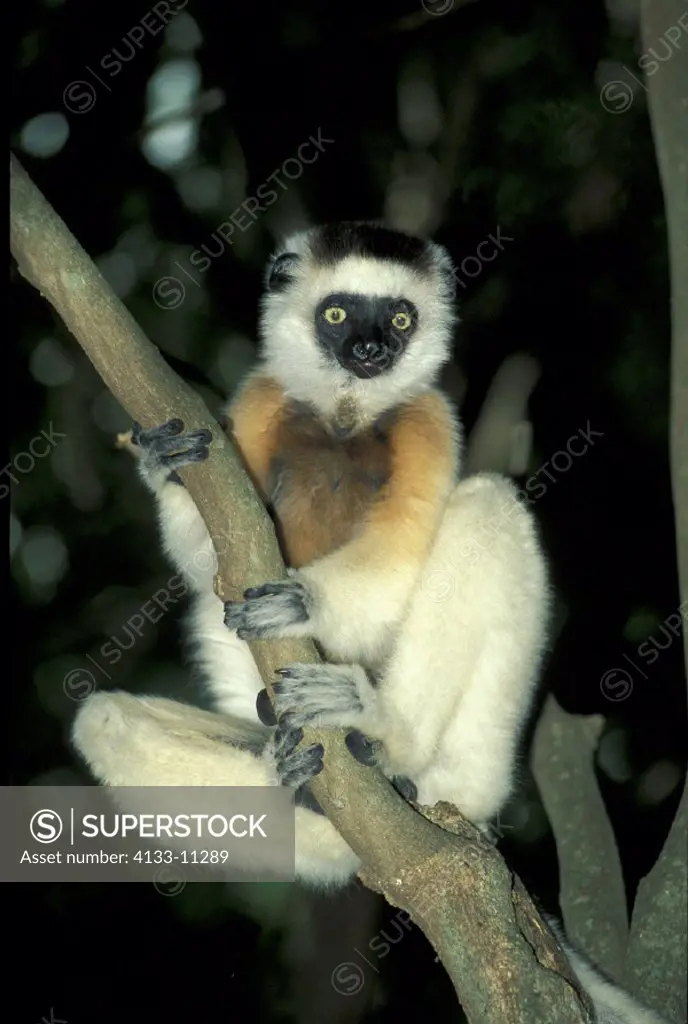Verreaux`s Sifaka , Sifaka , Propithecus verreauxi , Berenty Game Reserve , Madagascar , Africa , Adult on tree