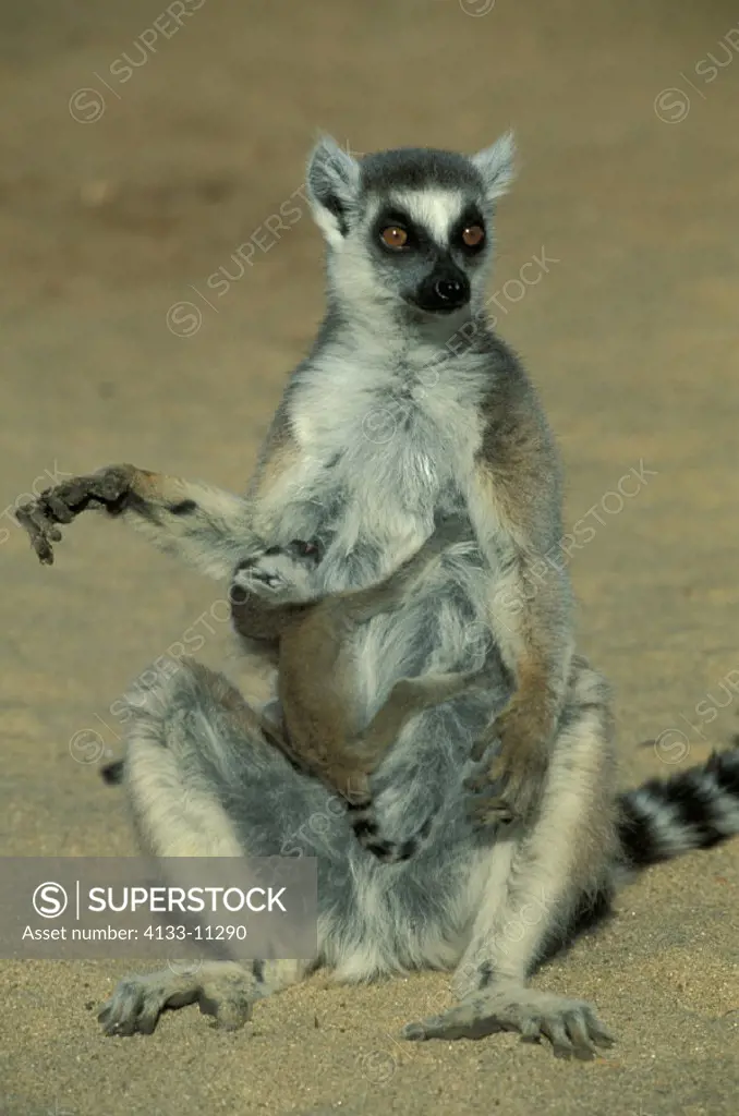 Ring Tailed Lemur , Lemur catta , Lemur , Lemurs , Primate , Primates , Madagascar , Africa , Berenty Game Reserve  , Adult with baby suckling , warmi...