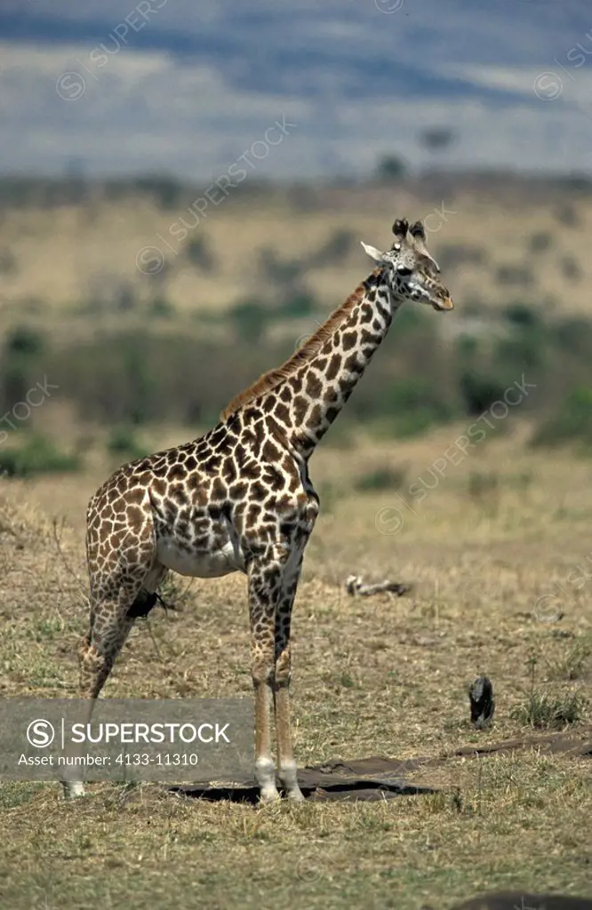 Massaigiraffe,Giraffa c. tippelskirchi,Masai Mara,Kenya,Africa,adult female