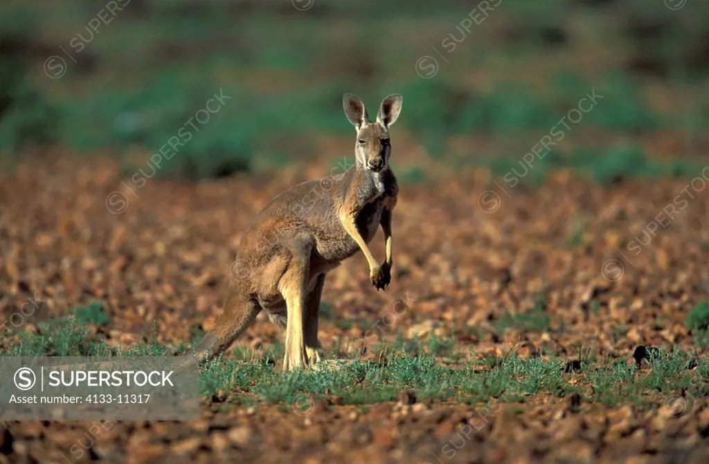 Red Kangaroo,Macropus rufus,Australia,Sturt Nationalpark,adult