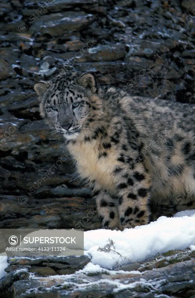 Snow Leopard,Uncia uncia,Asia,adult in snow