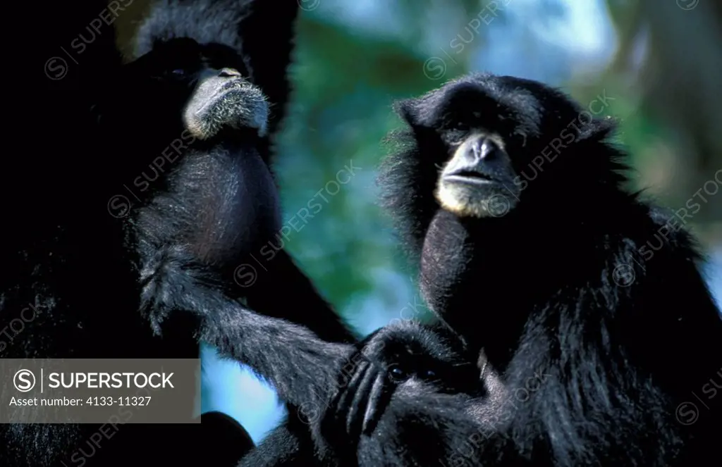 Siamang,Symphalangus syndactylus,Asia,parents with young
