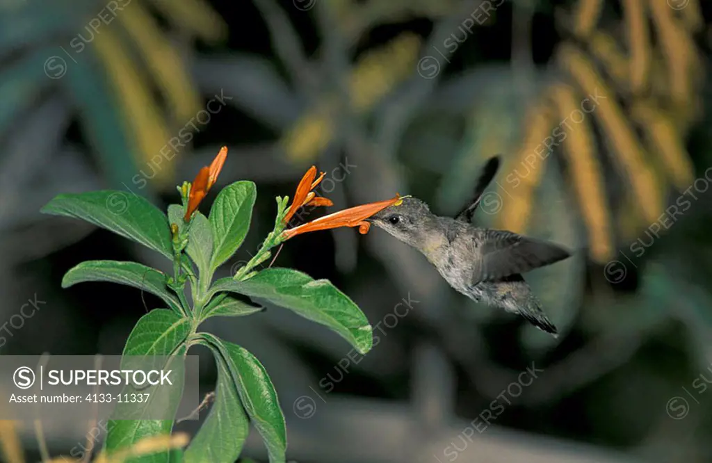 Costa´s Hummingbird Calypte costae Sonora Desert Arizona USA
