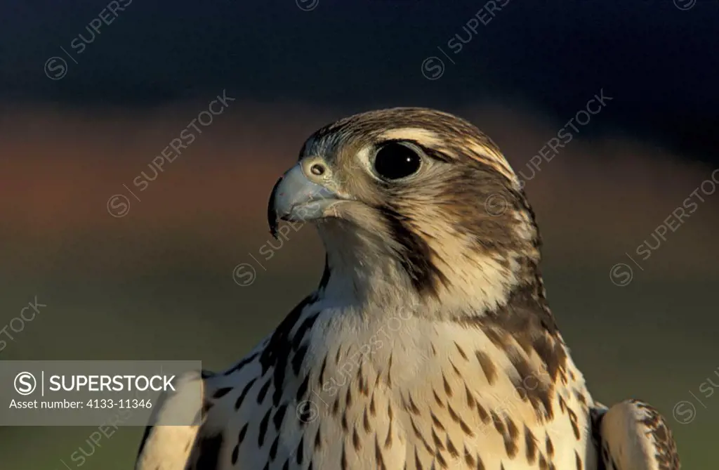Prairie Falcon Falco mexicanus Utah USA