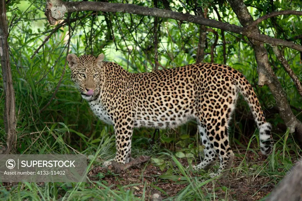 Leopard, Panthera pardus, Sabie Sand Game Reserve, South Africa , Africa, adult female