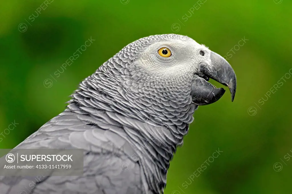 Grey Parrot, (Psittacus erithacus timneh), adult portrait, Africa