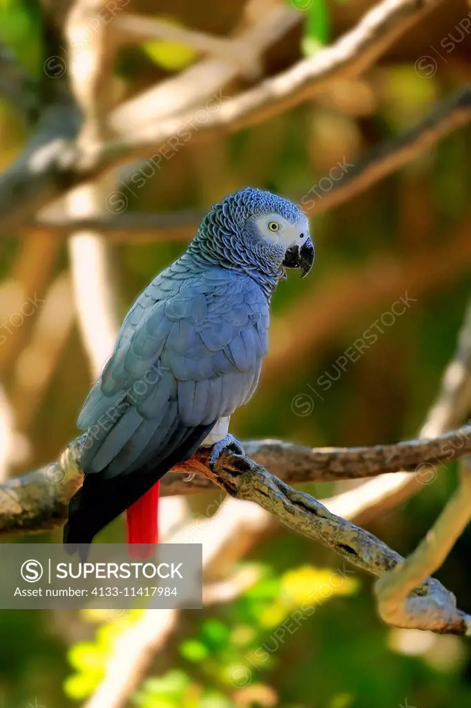 Grey Parrot, (Psittacus erithacus timneh), adult on tree, Africa
