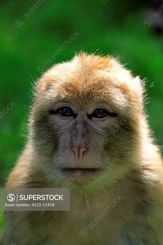 Barbary Ape,Macaca sylvanus,Netherlands,adult female portrait