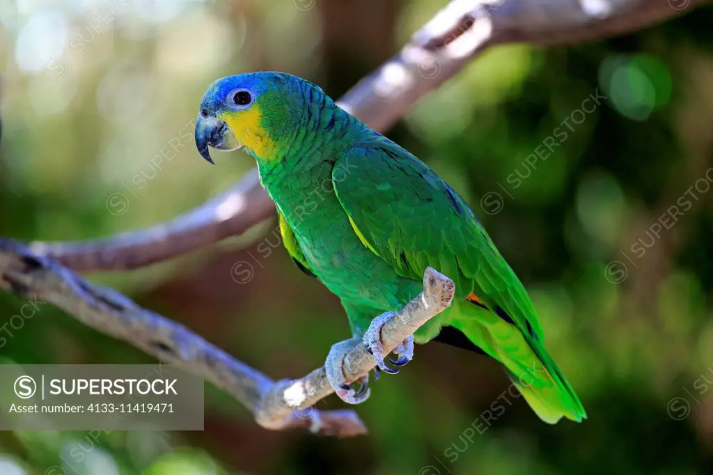 Orange-Winged Amazon, Orange-winged Parrot, Loro Guaro, (Amazona amazonica), adult on tree, South America