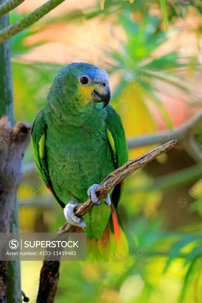 Orange-Winged Amazon, Orange-winged Parrot, Loro Guaro, (Amazona amazonica), adult on tree, South America