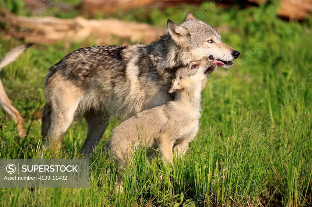 Gray Wolf,Grey Wolf,Canis lupus,Minnesota,USA,adult with young