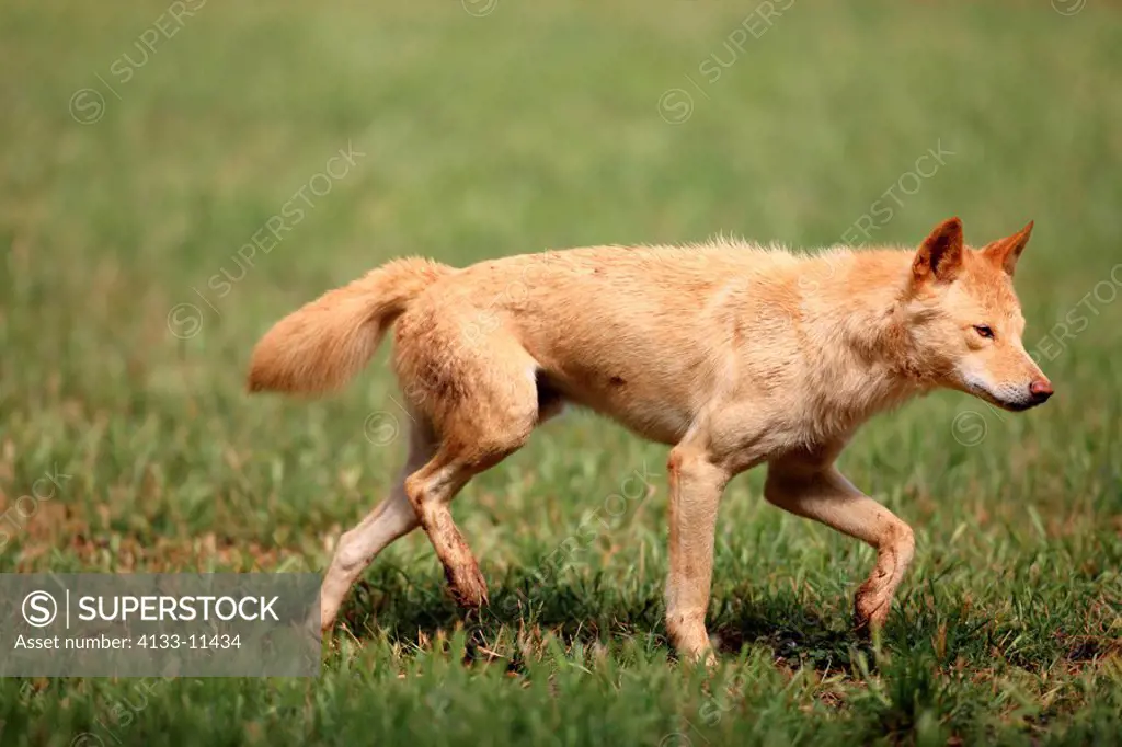 Dingo,Canis familiaris dingo,Australia,adult walking