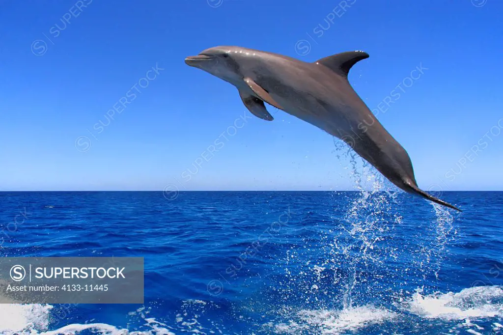 Bottle_nosed Dolphin,Bottle Nosed Dolphin,Bottle Nose Dolphin,Tursiops truncatus,Roatan,Honduras,Caribbean,Central America,Lateinamerica,adult jumping...