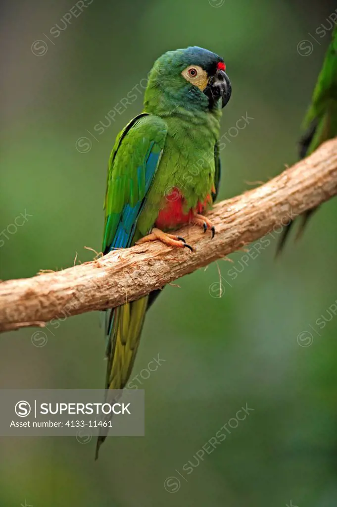 Blue-Winged Macaw,Propyrrhura maracana,Pantanal,Brazil,adult,on tree