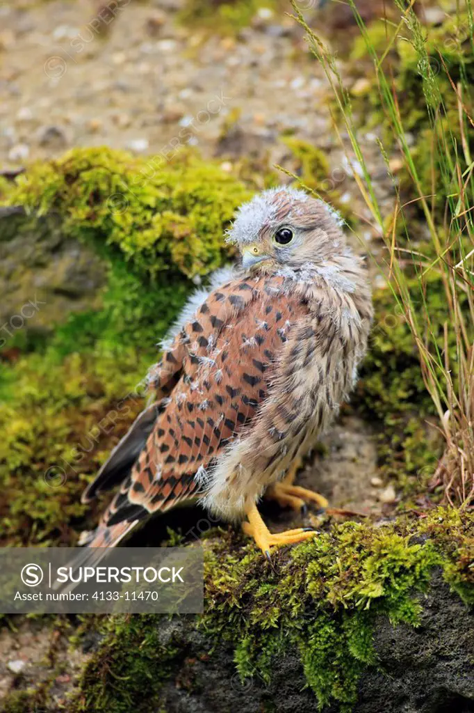 Kestrel,Rock Krestel,Falco tinnunculus,Germany,Europe,young bird