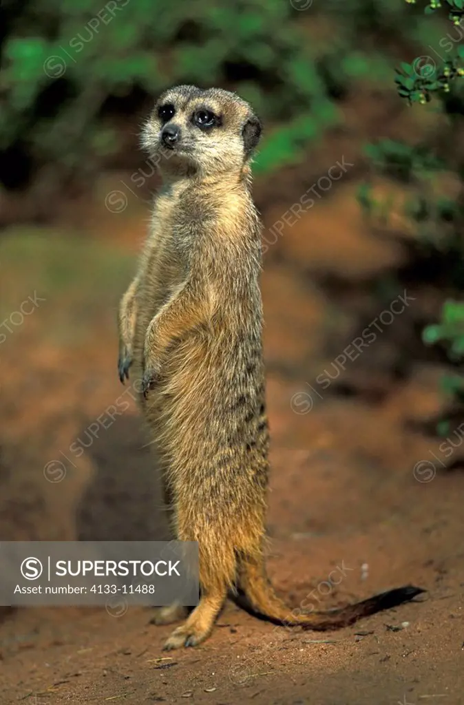 Suricate,Suricate suricatta,South Africa,Africa,adult standing upright