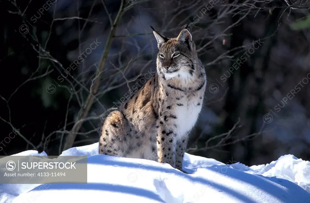 European Lynx,Felis lynx,Bayrischer Wald NP,Germany,Europe,adult in snow