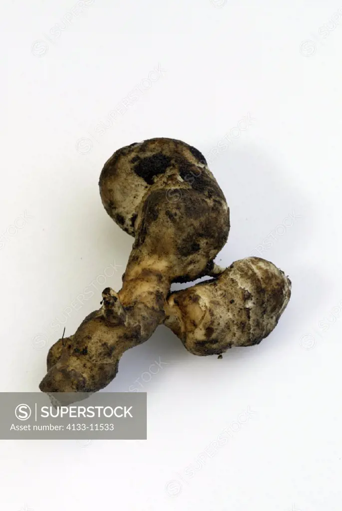 Jerusalem Artichoke, Helianthus tuberosus, Germany, fruit root vegetable