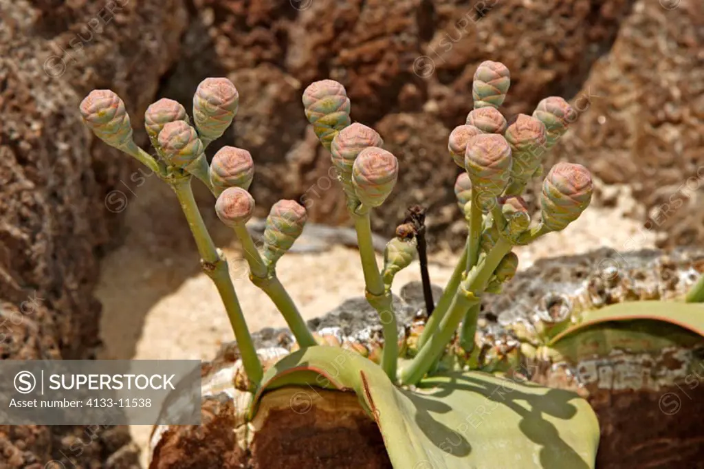 Welwitschia Plant, Welwitschia mirabellis, Namib Desert, Namibia, female