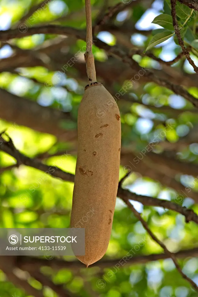 Sausage Tree, Kigelia africana, Kruper National Park, South Africa , Africa , fruit