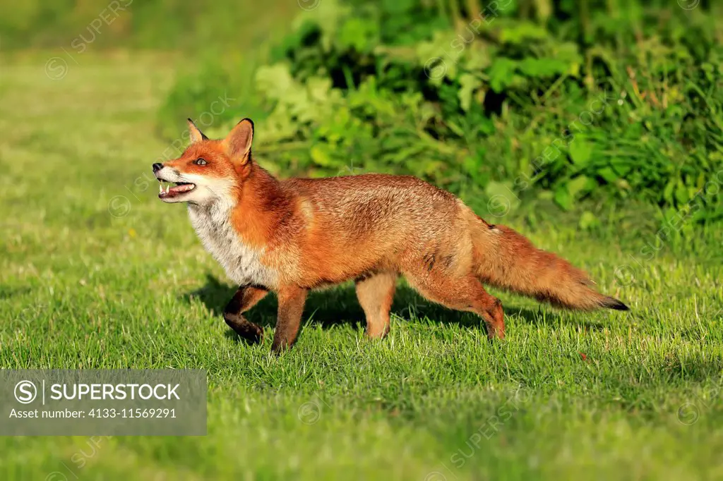 Red Fox, (Vulpes vulpes), adult stalking, Surrey, England, Europe