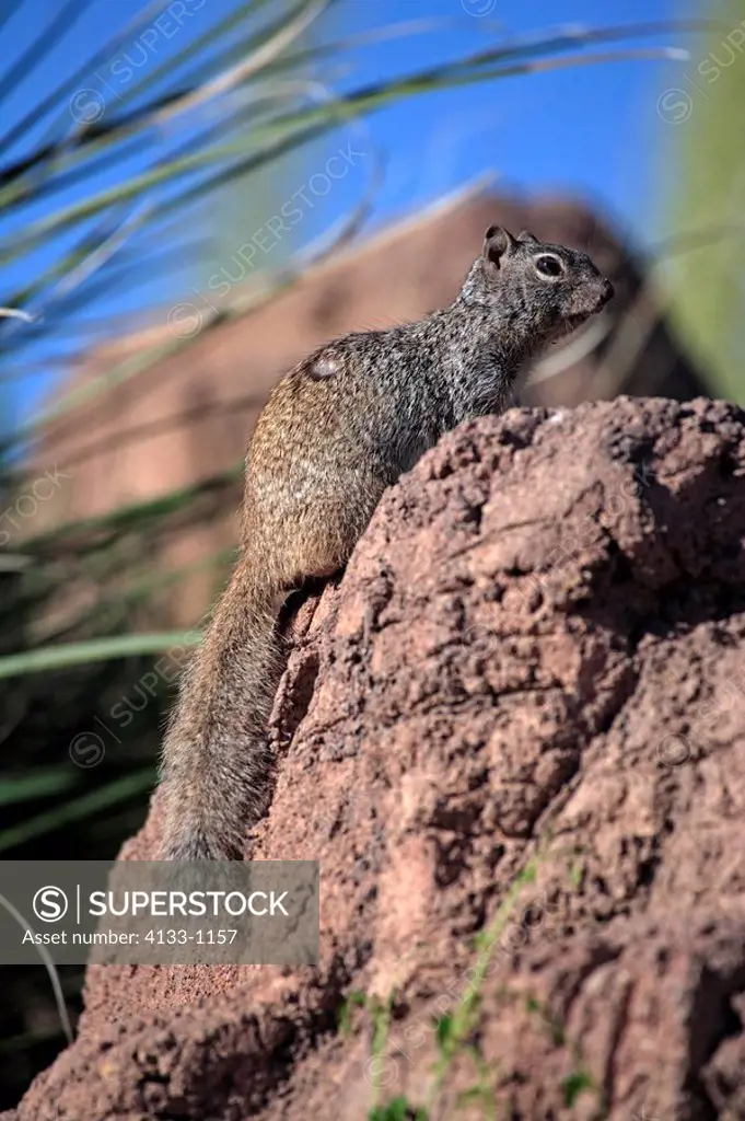 Rock Squirrel,Citellus variegatus,Sonora Desert,Arizona,USA,adult on rock