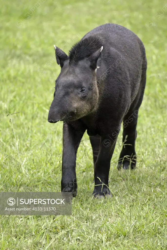 Brazilian Tapir (Lowland Tapir) Tapirus terrestris South America