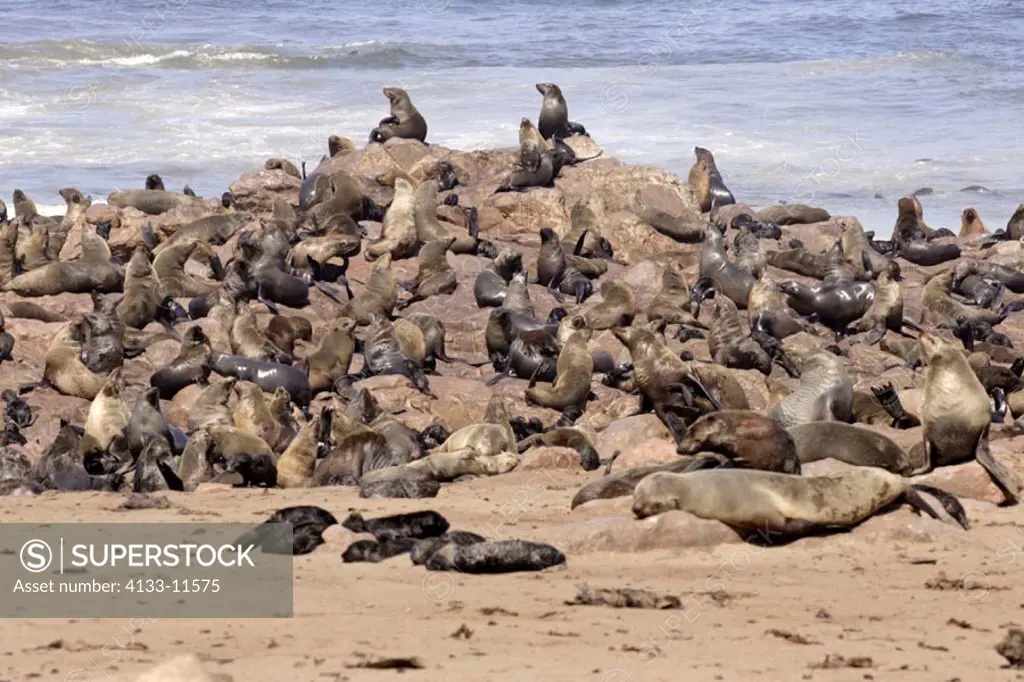 Cape Fur Seal, Arctocephalus pusillus, Cape Cross, Namibia , Africa, colony at water