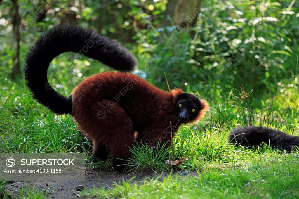 Red Ruffed Lemur,Lemur variegatus ruber,Madagascar,adult on ground