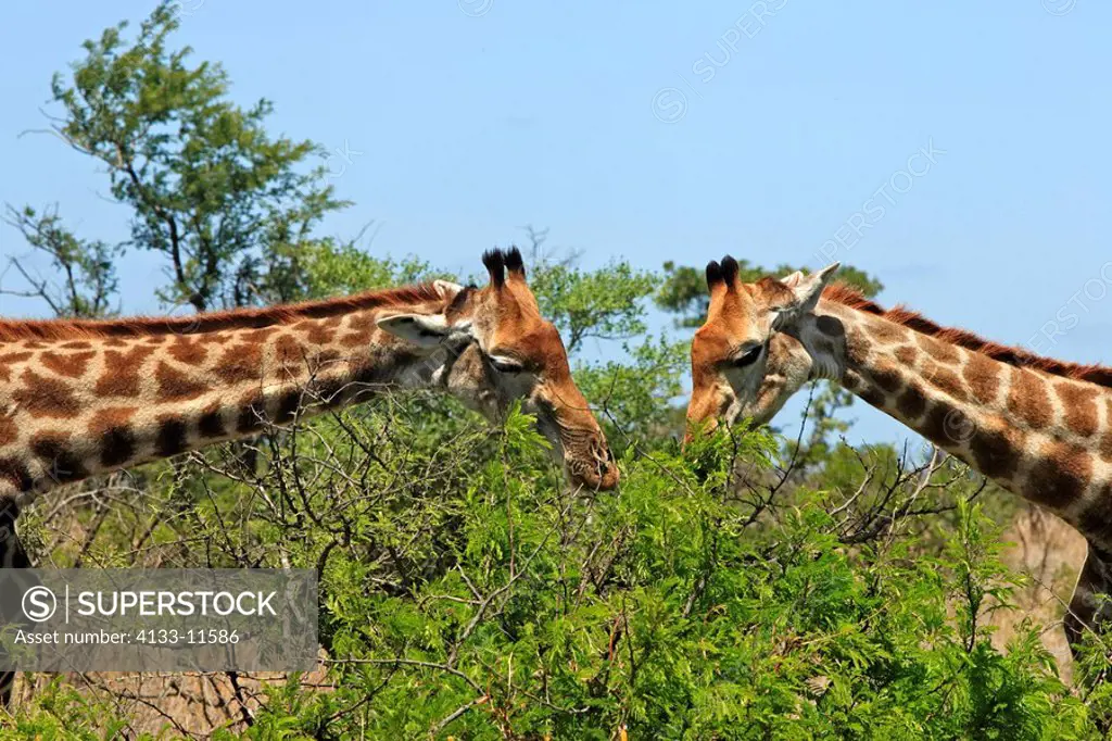 Cape Giraffe,Giraffa camelopardalis giraffa,Kruger National Park,South Africa,two adults feeding portrait