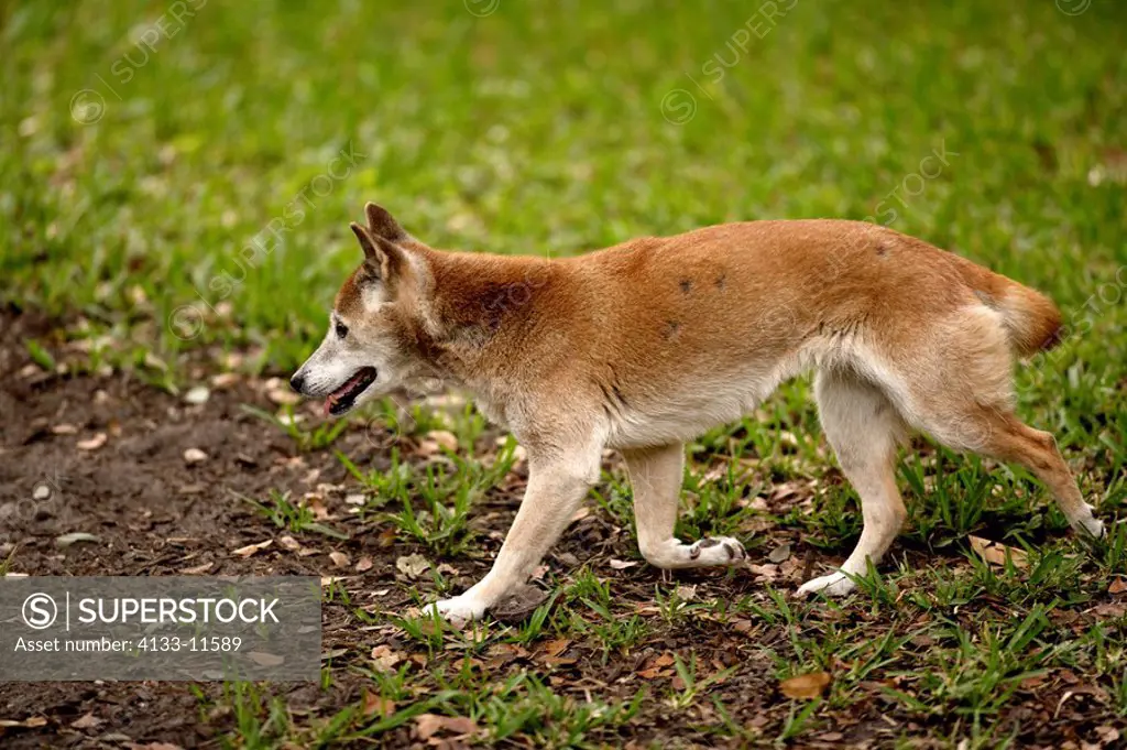 New Guinea Singing Dog,Canis Lupus hallstromi,New Guinea,running