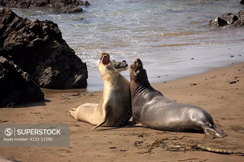 Northern Elephant Seal,Mirounga angustirostris,Piedras Blancas,California,USA,young bulls at beach