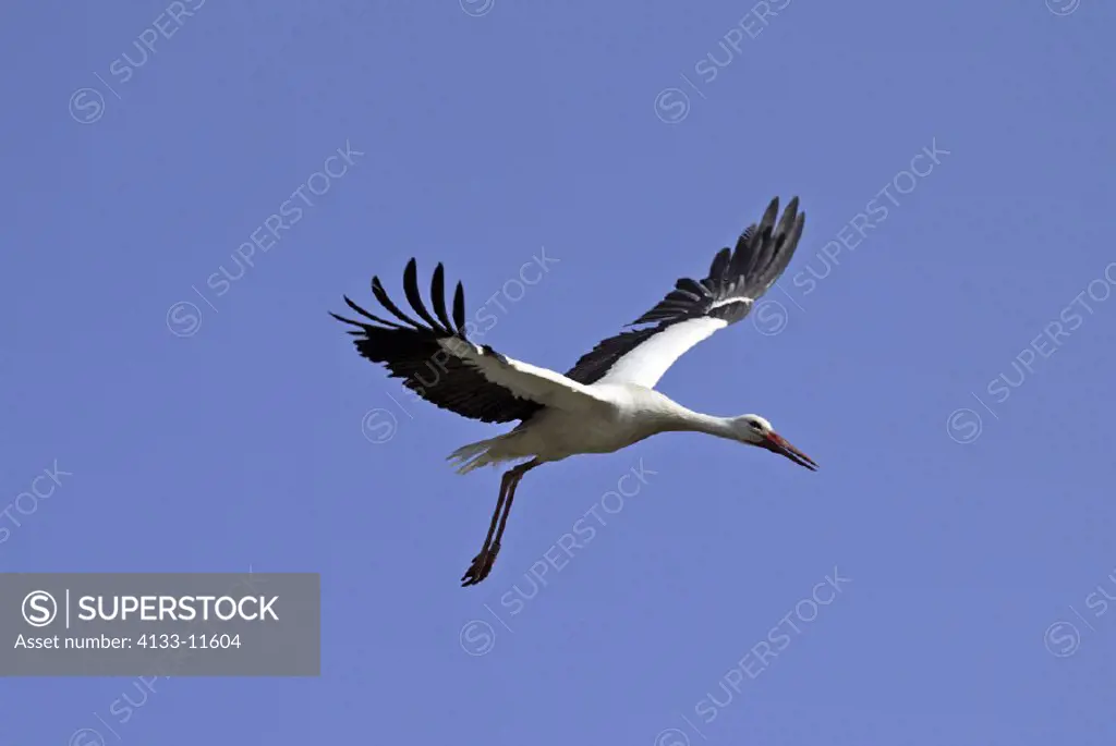 White Stork , Ciconia ciconia , Germany , Europe , adult flying
