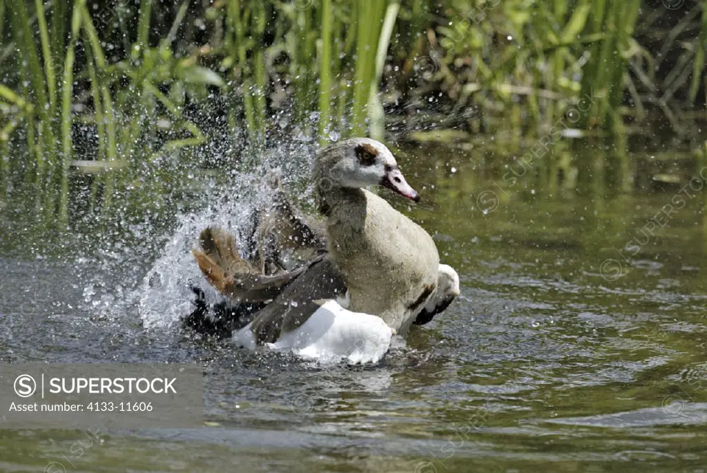 Egyptian Goose , Alopochen aegyptiacus , Africa , adult feather cleaning