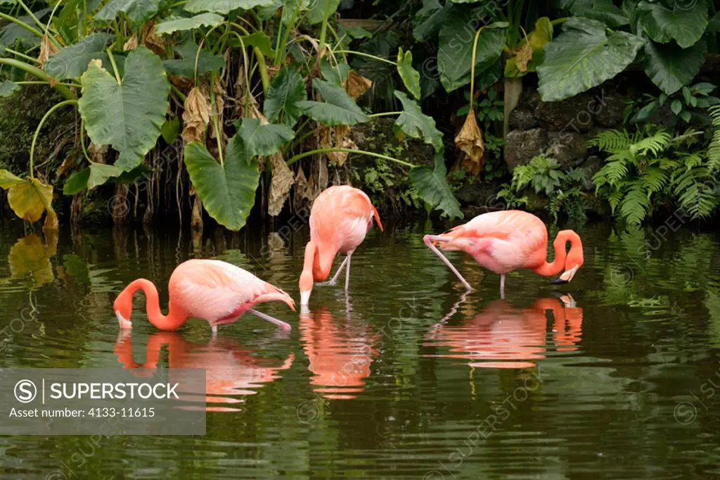 American Flamingo, Phoenicopterus ruber ruber, South America, Latin America, group of adults feeding in water