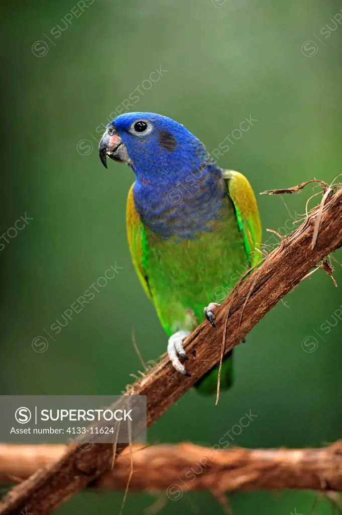 Blue-Headed Parrot,Pionus menstruus,Pantanal,Brazil,adult,on tree