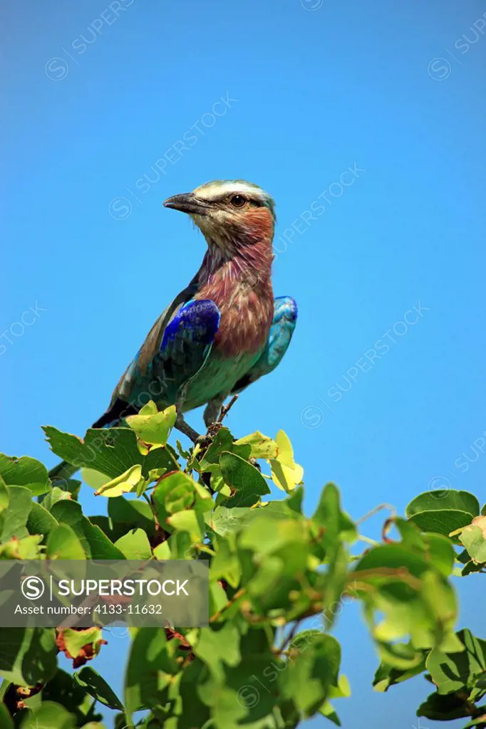 Lilac Breasted Roller,Coracias caudata,Kruger Nationalpark,South Africa,Africa,adult on branch