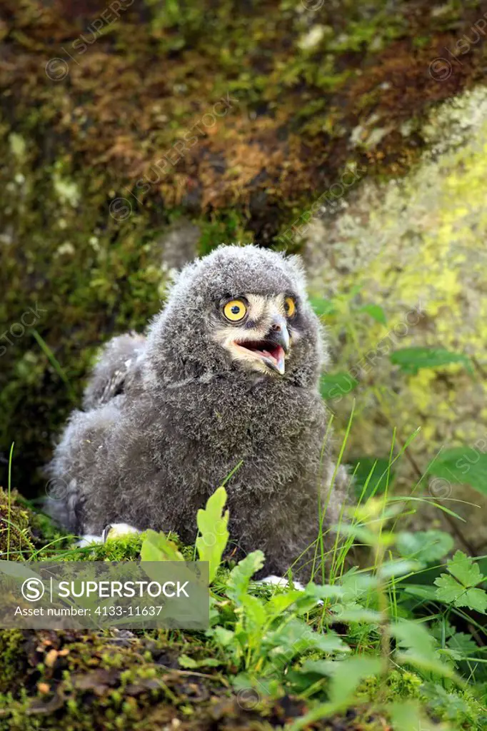 Snowy Owl,Nyctea scandiaca,Europe,young bird calling sitting on ground
