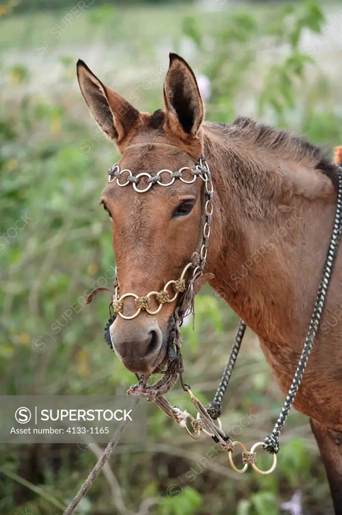 Pantaneiro Horse,Pantanal,Brazil,portrait,harness