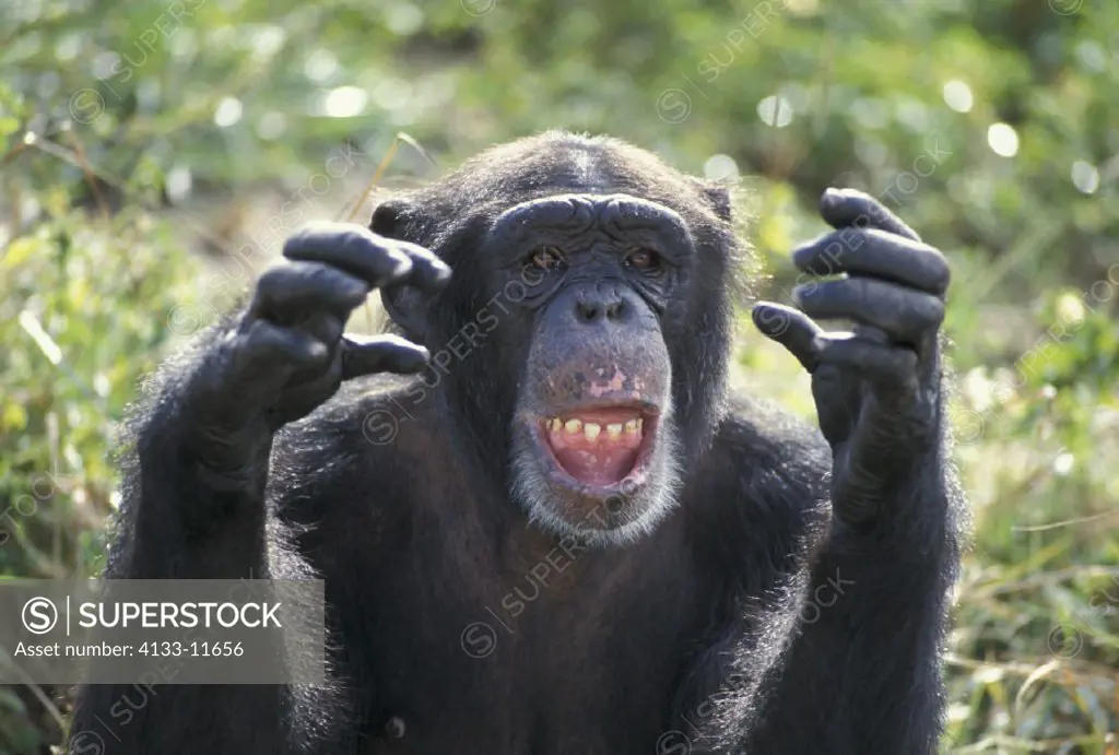 Chimpanzee , Pan troglodytes , Africa , Adult