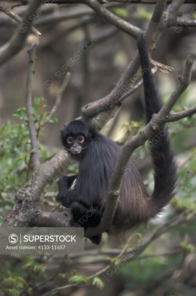 Spider Monkey , Primate , Primates , Ateles geoffroyi , South America , Adult on tree