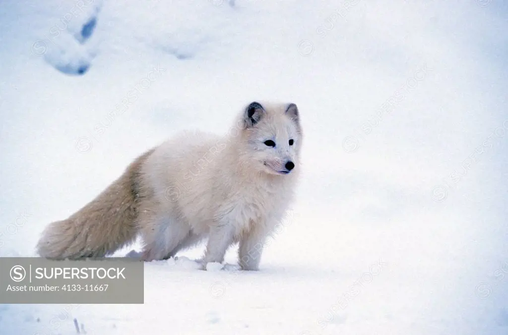 Arctic Fox,Alopex lagopus,Montana,USA,adult in snow