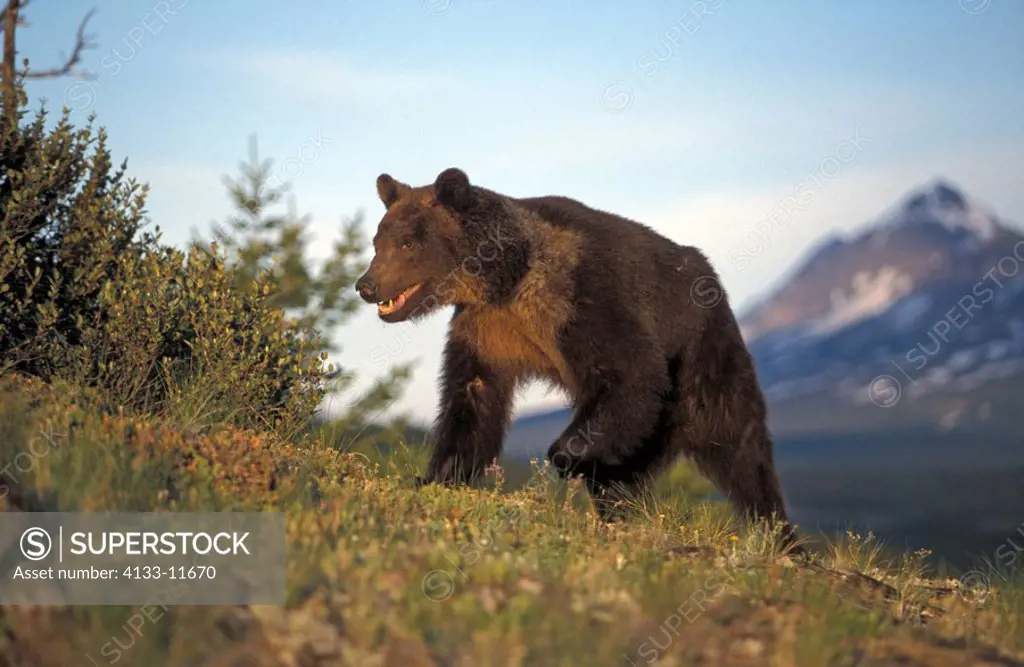 Grizzly Bear,Ursus arctos horribilis,Montana,USA,North America,adult,male