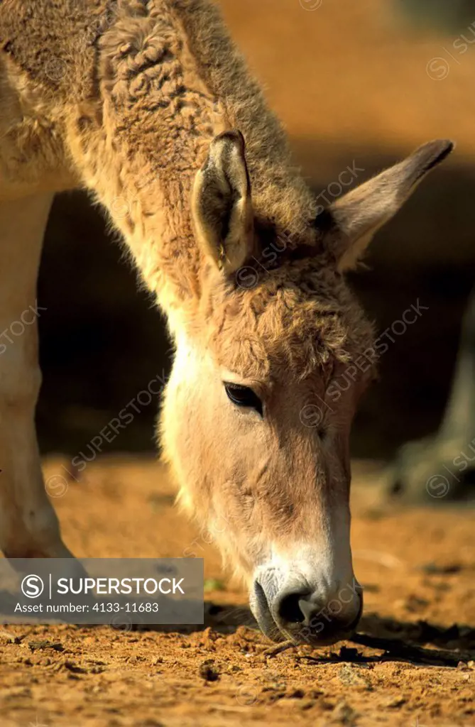 Persian Onager,Equus hemionus onager,Asia,adult portrait feeding