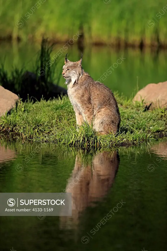 Lynx,Lynx canadensis,Minnesota,USA,adult at water