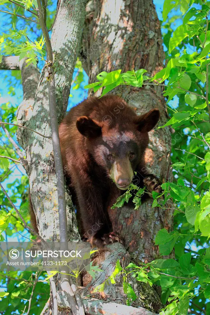 Black Bear,Ursus americanus,Minnesota,USA,young climbing on tree