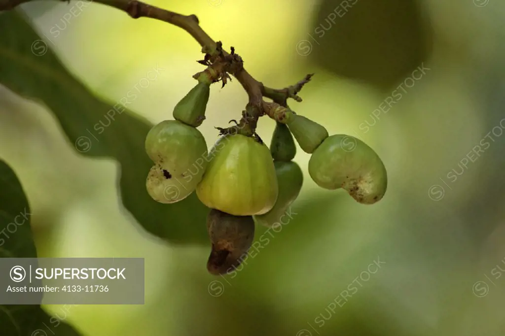 Cashew Nut , Anacardium occidentale , Roatan , Honduras