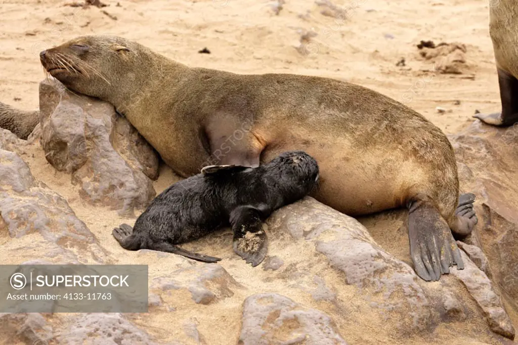 Cape Fur Seal, Arctocephalus pusillus, Cape Cross, Namibia, adult with young sleeping