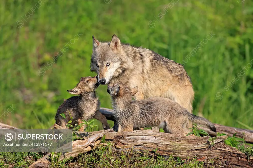 Gray Wolf,Grey Wolf,Canis lupus,Minnesota,USA,adult with young